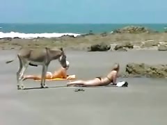 Donkey at the beach (funny)
